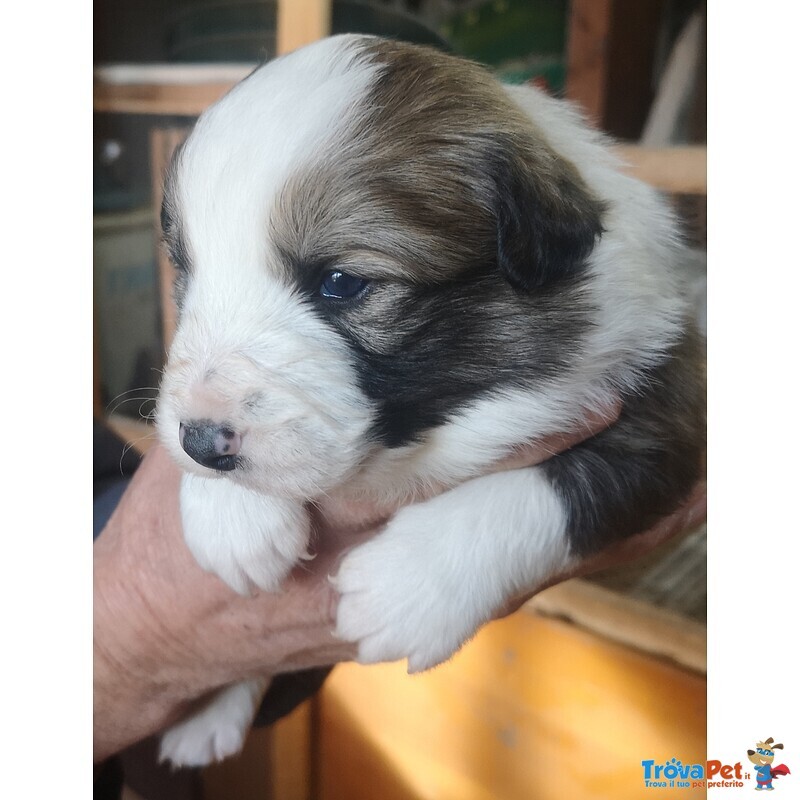 Cuccioli Border Collie Tricolor blu Merle Sable nero Marrone - Foto n. 2