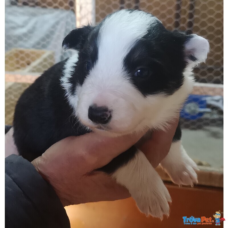 Cuccioli Border Collie Tricolor blu Merle Sable nero Marrone - Foto n. 3