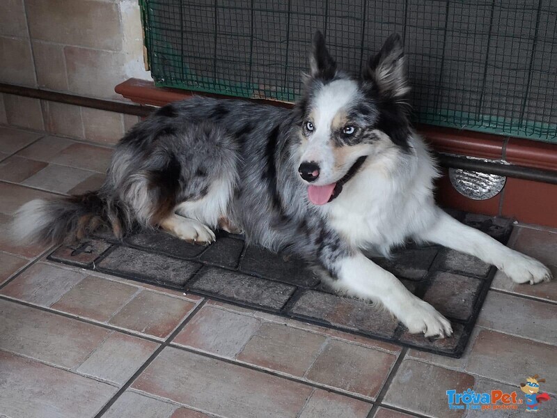 Cuccioli Border Collie Tricolor blu Merle Sable nero Marrone - Foto n. 6