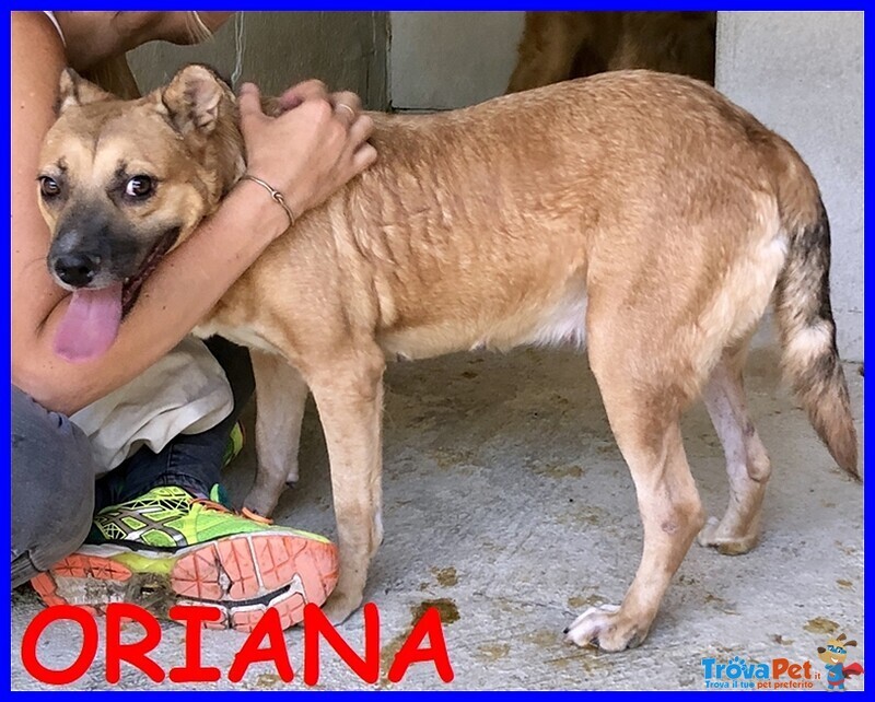 Oriana Tenera Cagnolina si Dispera e Piange nel suo box Solitario - Foto n. 1