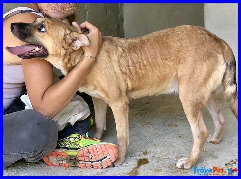 Oriana Tenera Cagnolina si Dispera e Piange nel suo box Solitario - Foto n. 3