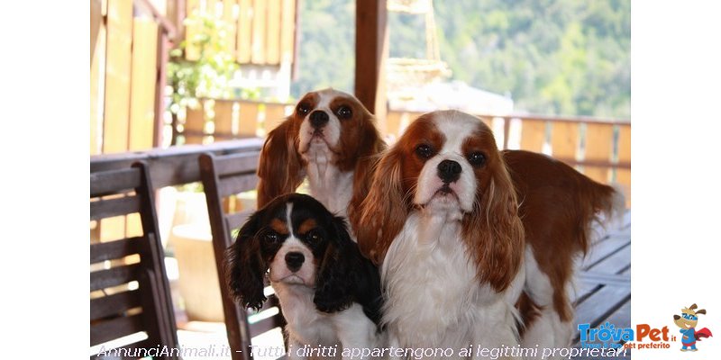 Cavalier king con Pedigree - Foto n. 1