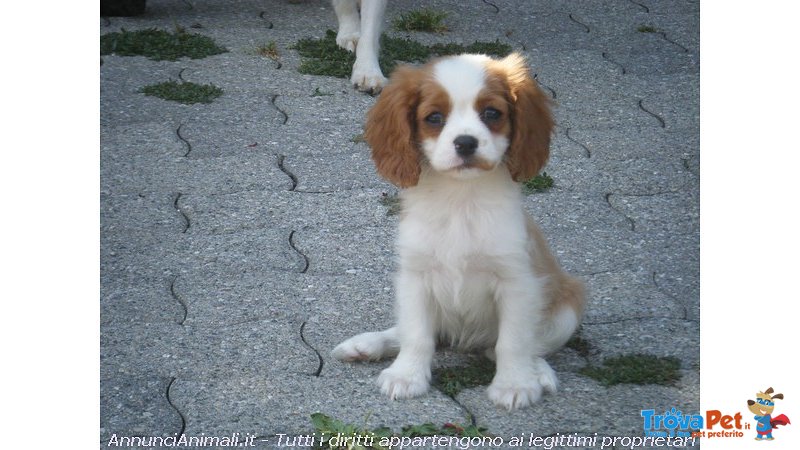 Cavalier king con Pedigree - Foto n. 2