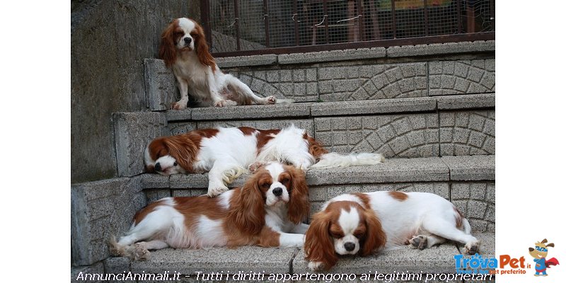 Cavalier king con Pedigree - Foto n. 3