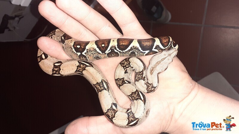 Vendo boa Constrictor Imperator Ancestrale Baby - Foto n. 1