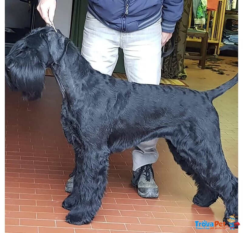 Cuccioli Schnauzer Gigante Nero - Foto n. 1