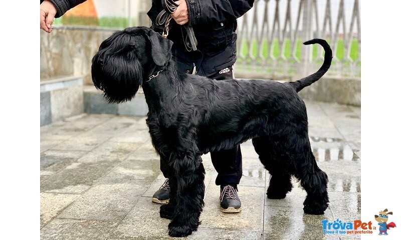 Cuccioli Schnauzer Gigante Nero - Foto n. 4