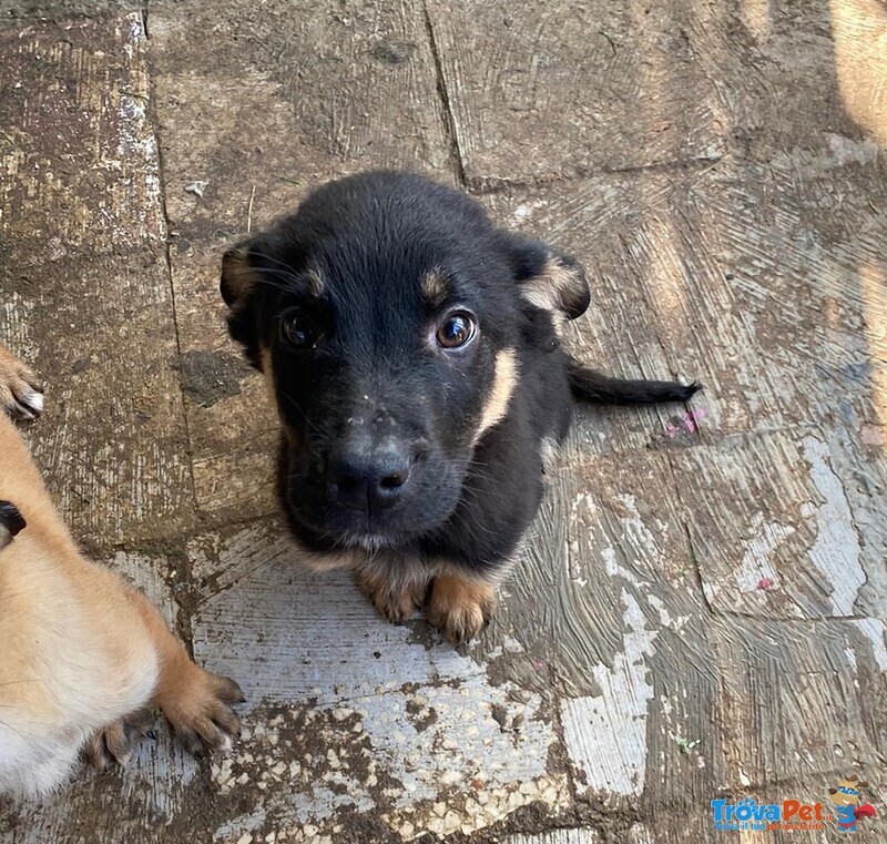 Adozione Urgente per Cucciolo in Pericolo!!! - Foto n. 2