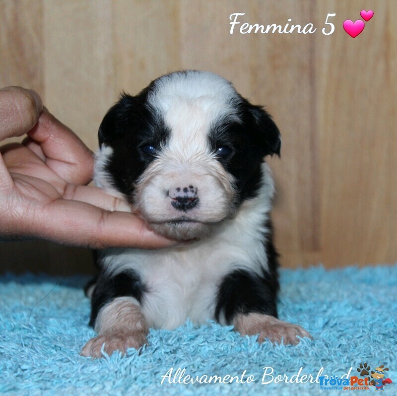 Cuccioli Border Collie - Foto n. 1