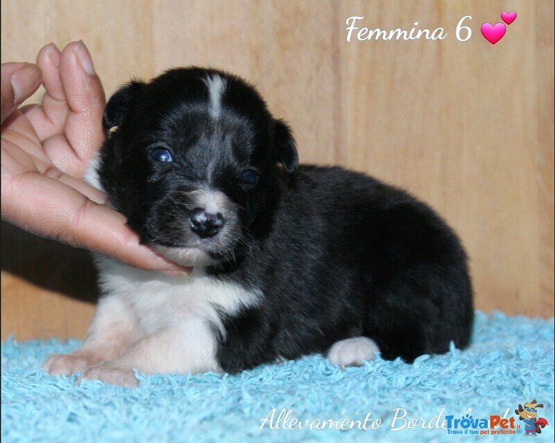 Cuccioli Border Collie - Foto n. 2