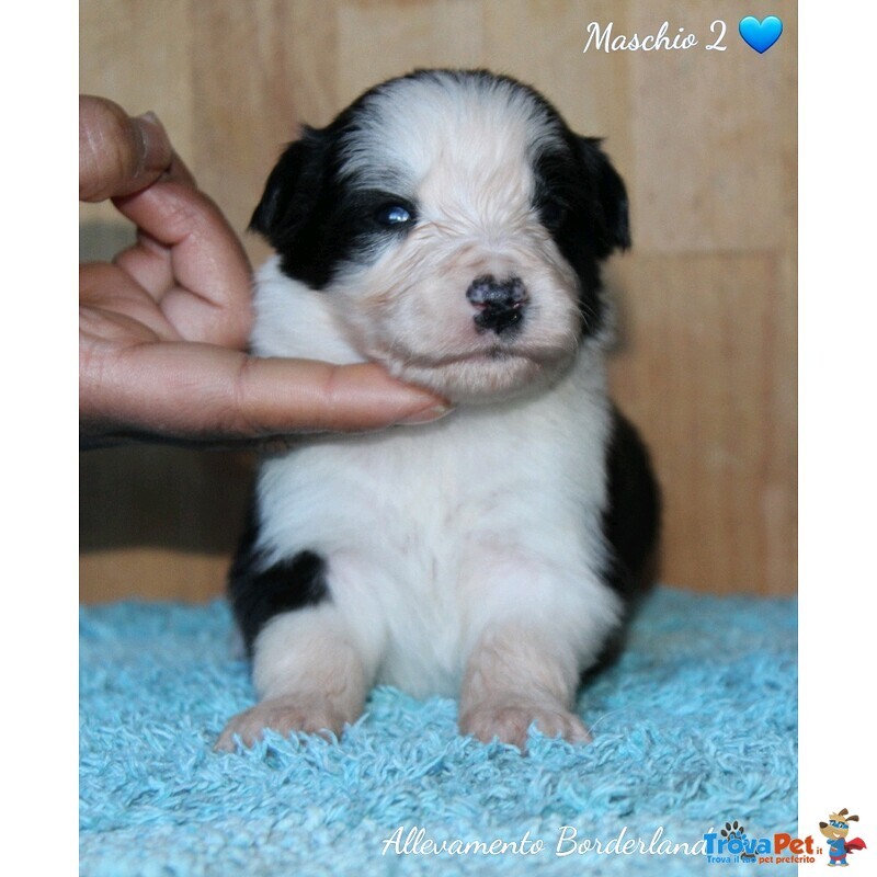 Cuccioli Border Collie - Foto n. 3