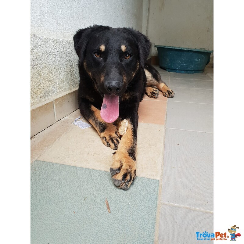 Amedeo 2 anni Molto Fiero - Foto n. 2