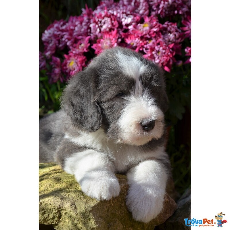 Bearded Collie Cuccioli - Foto n. 1