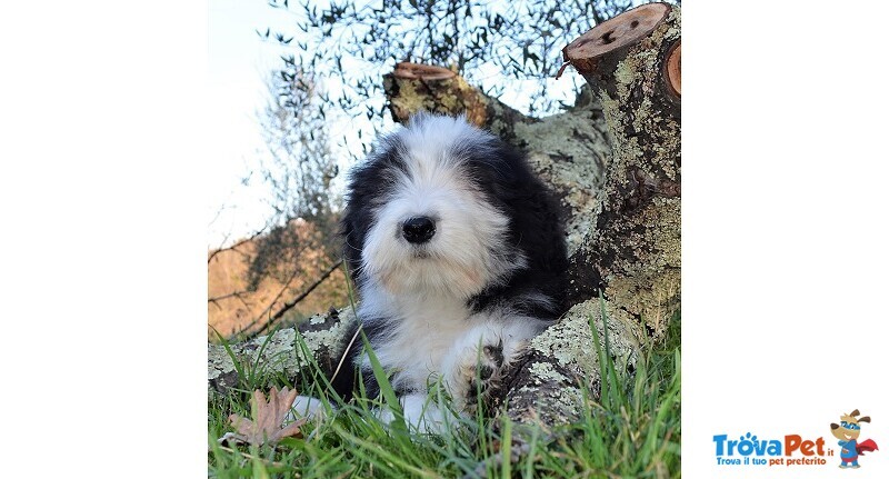 Bearded Collie Cuccioli - Foto n. 2