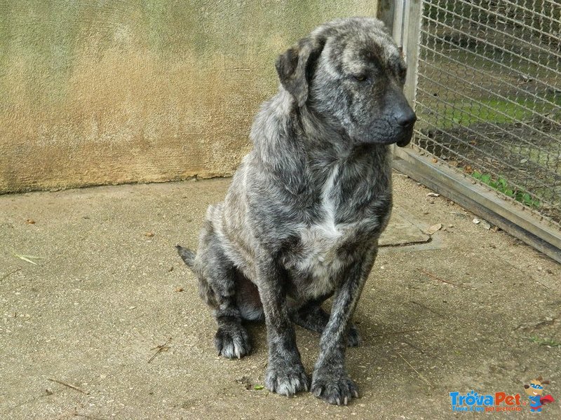 Gilda, Dolcissima mix Corso in Lista Trasferimento in Canile Lager - Foto n. 1