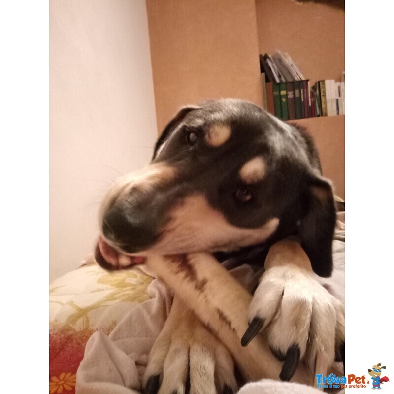 Cane Taglia Grande - Foto n. 5
