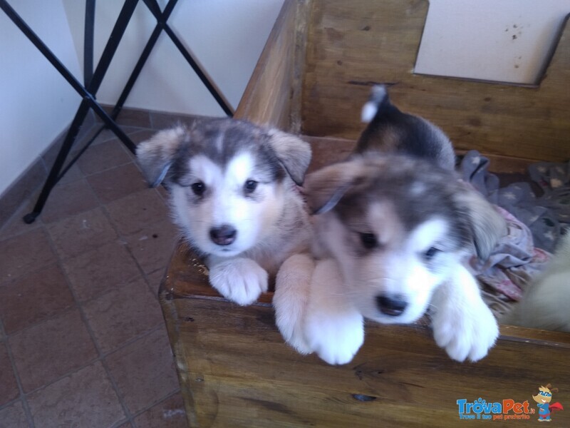 Cuccioli Alaskan Malamute - Foto n. 2