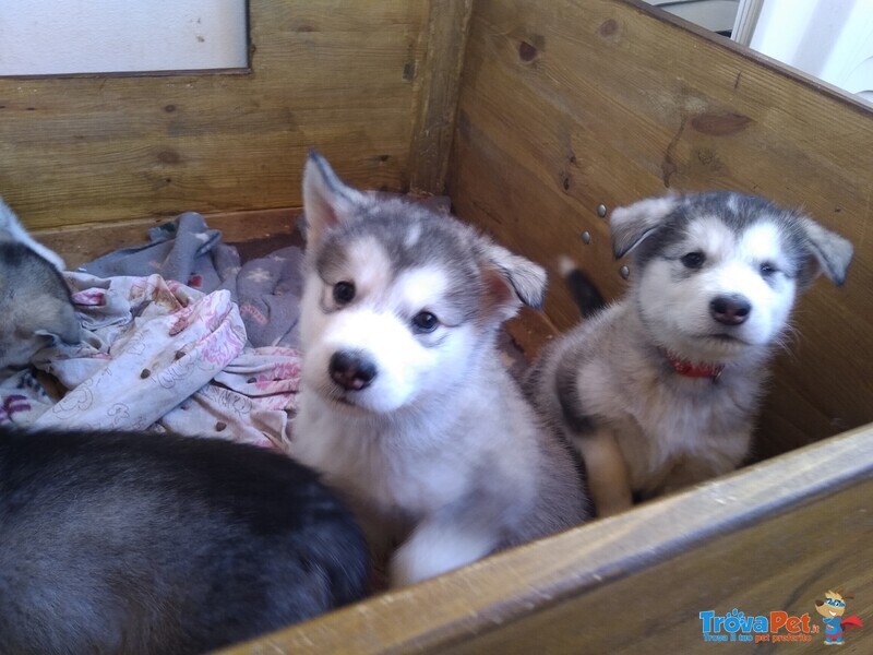 Cuccioli Alaskan Malamute - Foto n. 3