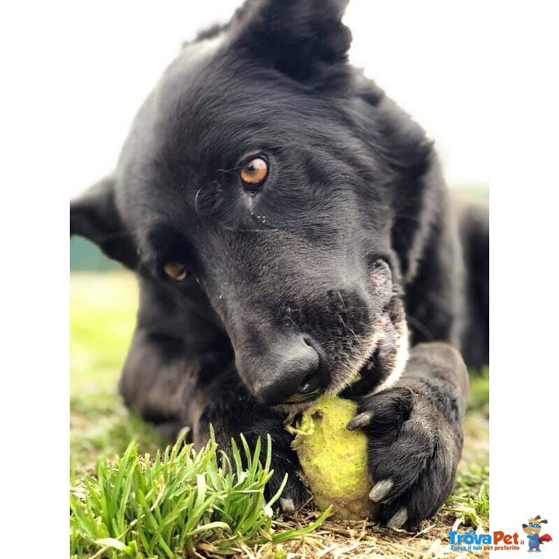 Ciao, sono Gordon, sono Bellissimo e Affettuoso con Tutti. Cerco Casa! - Foto n. 1