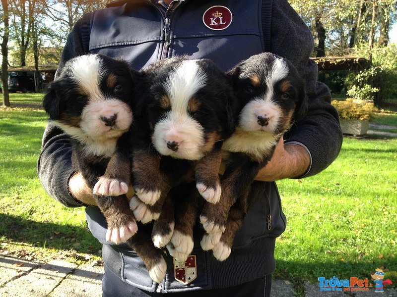 Cuccioli Bovaro del Bernese - Foto n. 1