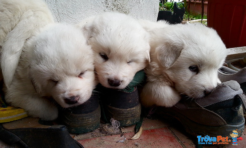 4 Meravigliosi Cuccioli di Maremmano Cercano Casa - Foto n. 1