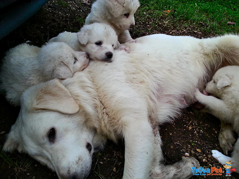 4 Meravigliosi Cuccioli di Maremmano Cercano Casa - Foto n. 2