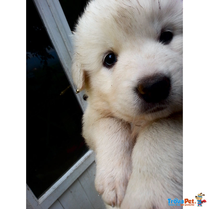 4 Meravigliosi Cuccioli di Maremmano Cercano Casa - Foto n. 3