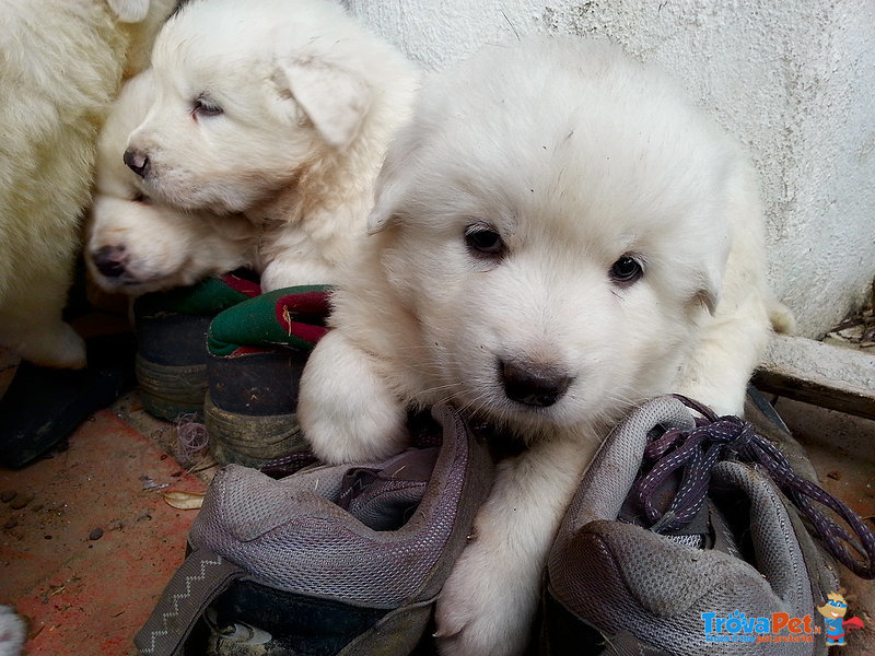 4 Meravigliosi Cuccioli di Maremmano Cercano Casa - Foto n. 4