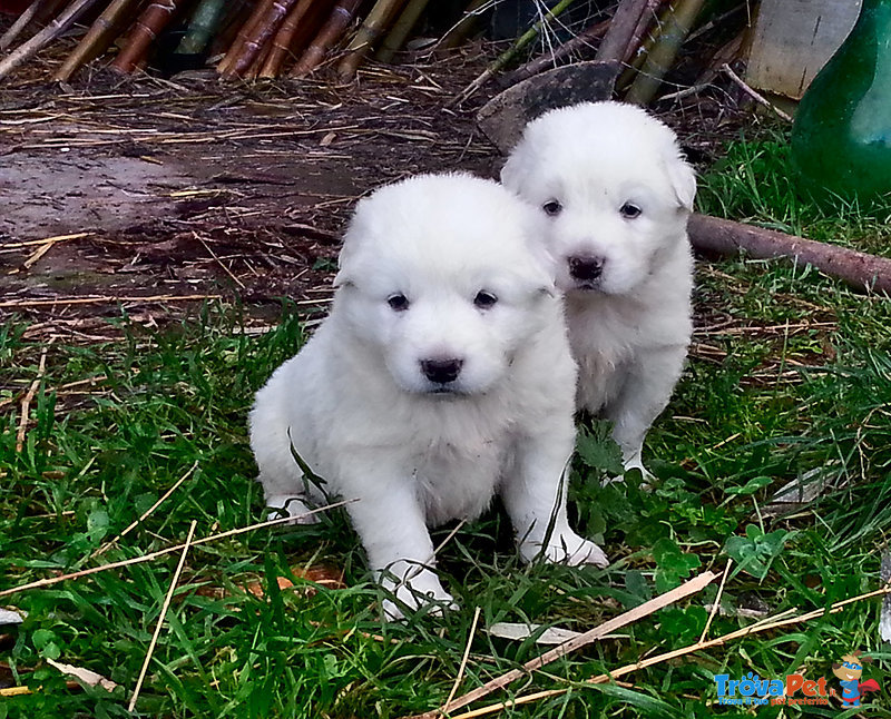 4 Meravigliosi Cuccioli di Maremmano Cercano Casa - Foto n. 5