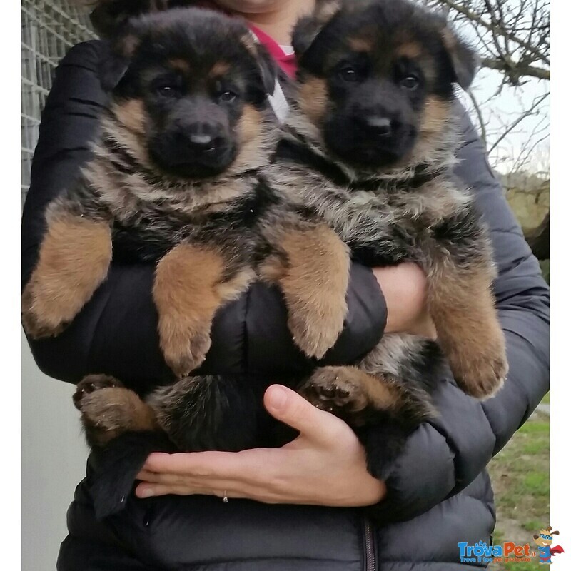 Stupendi Cuccioli di Pastore Tedesco di Altissima Genealogia - Foto n. 2