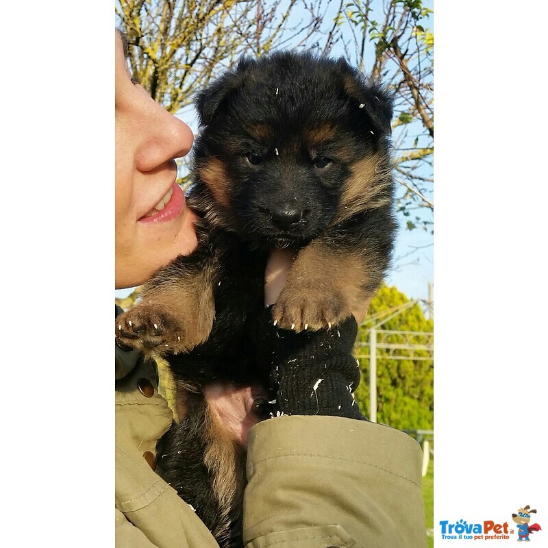 Stupendi Cuccioli di Pastore Tedesco di Altissima Genealogia - Foto n. 3