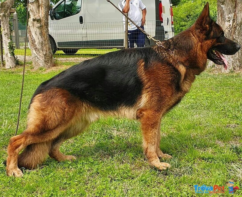 Stupendi Cuccioli di Pastore Tedesco di Altissima Genealogia - Foto n. 4