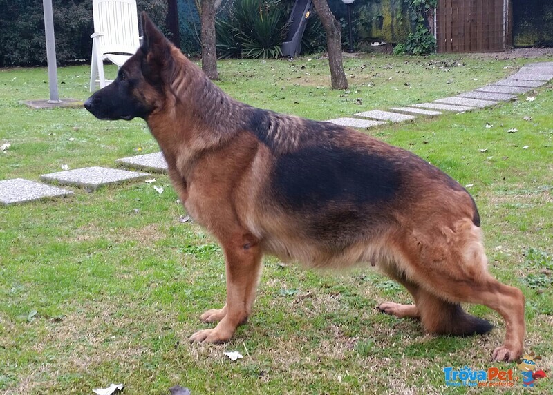 Stupendi Cuccioli di Pastore Tedesco di Altissima Genealogia - Foto n. 5