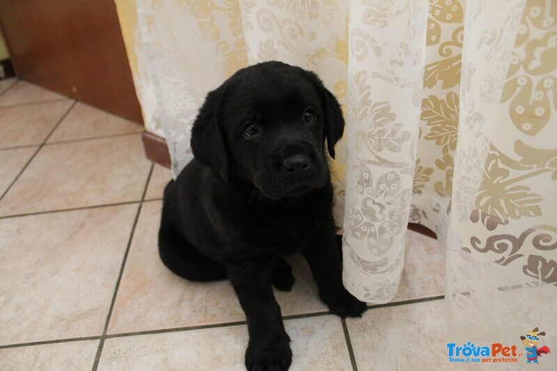 Cucciolo Labrador Retriver - Foto n. 1