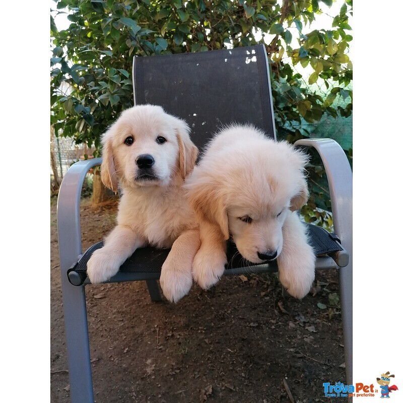 Disponibili Subito Cuccioli di Golden Retriever Color Miele e Champagne. Vaccinati, Sverminati - Foto n. 2