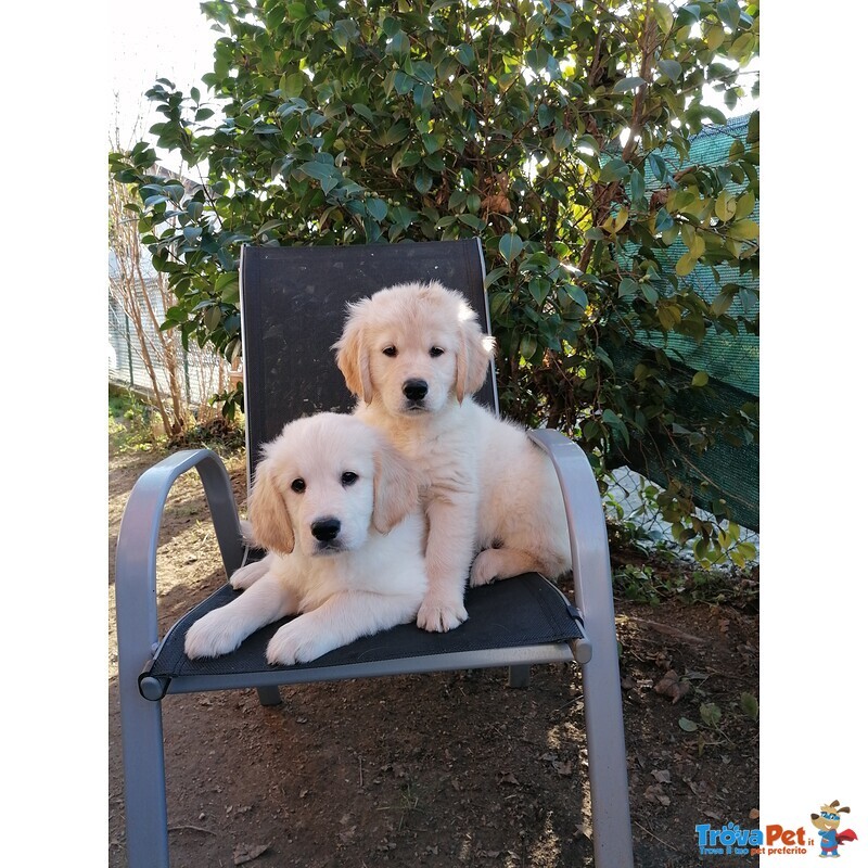 Disponibili Subito Cuccioli di Golden Retriever Color Miele e Champagne. Vaccinati, Sverminati - Foto n. 3