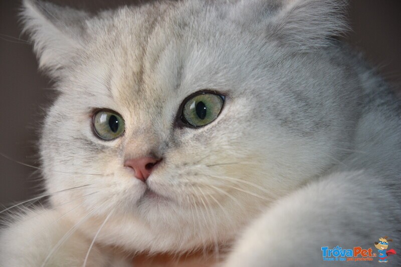 Gatti British Shorthair Colori blue Golden Shaded, Black Golden Shaded, blue Silver Shaded - Foto n. 3