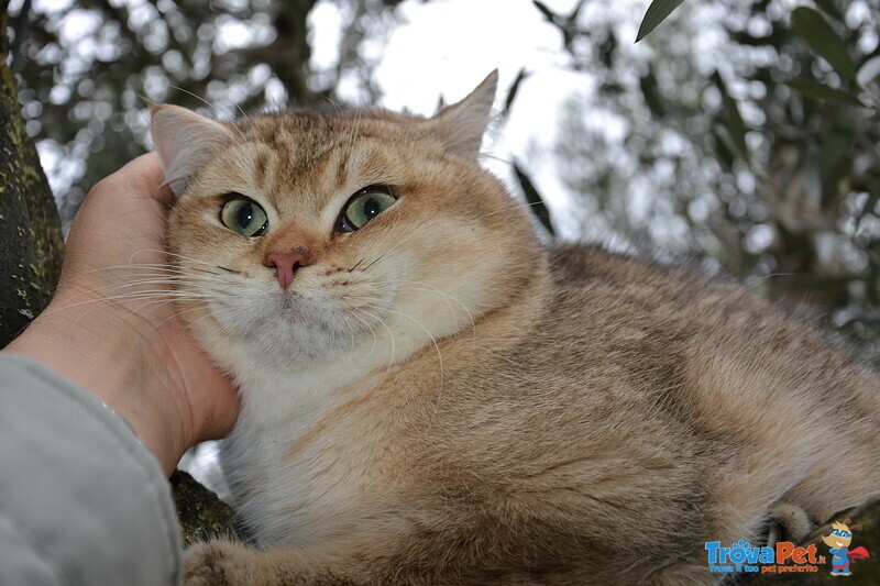 Gatti British Shorthair Colori blue Golden Shaded, Black Golden Shaded, blue Silver Shaded - Foto n. 4