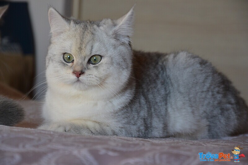 Gatti British Shorthair Colori blue Golden Shaded, Black Golden Shaded, blue Silver Shaded - Foto n. 5