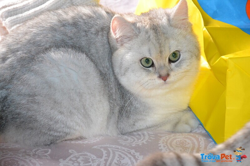 Gatti British Shorthair Colori blue Golden Shaded, Black Golden Shaded, blue Silver Shaded - Foto n. 7