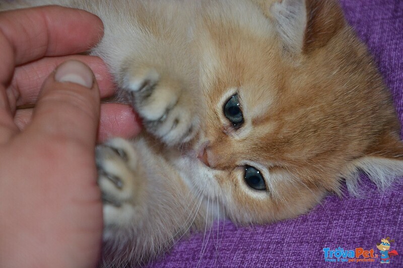 Gatti British Shorthair Colori blue Golden Shaded, Black Golden Shaded, blue Silver Shaded - Foto n. 9