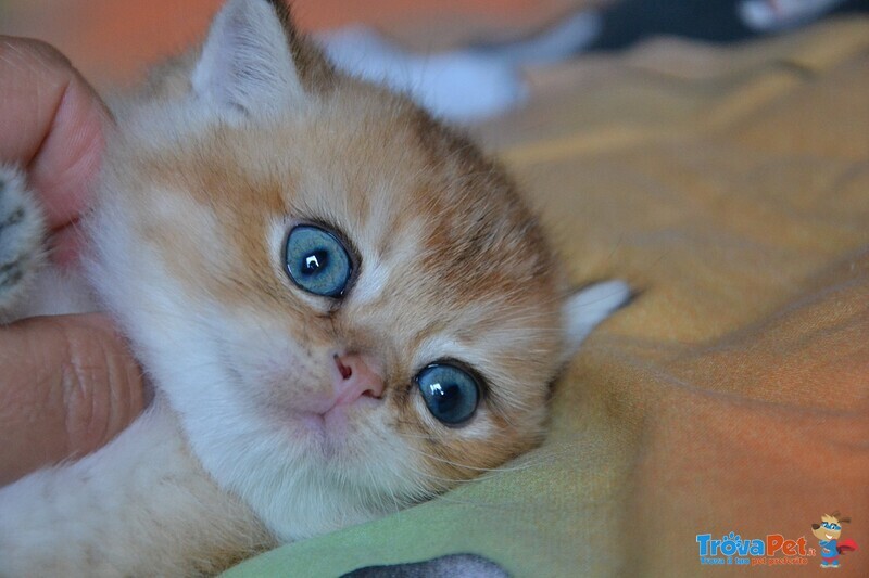 Gatti British Shorthair Colori blue Golden Shaded, Black Golden Shaded, blue Silver Shaded - Foto n. 10