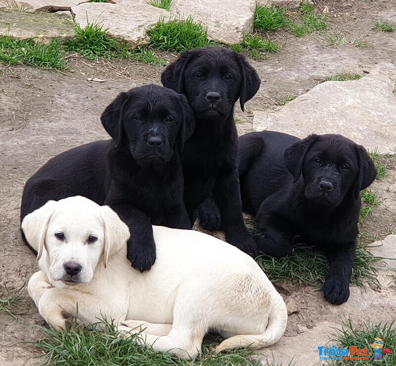 Cuccioli di Labrador Disponibili - Foto n. 1