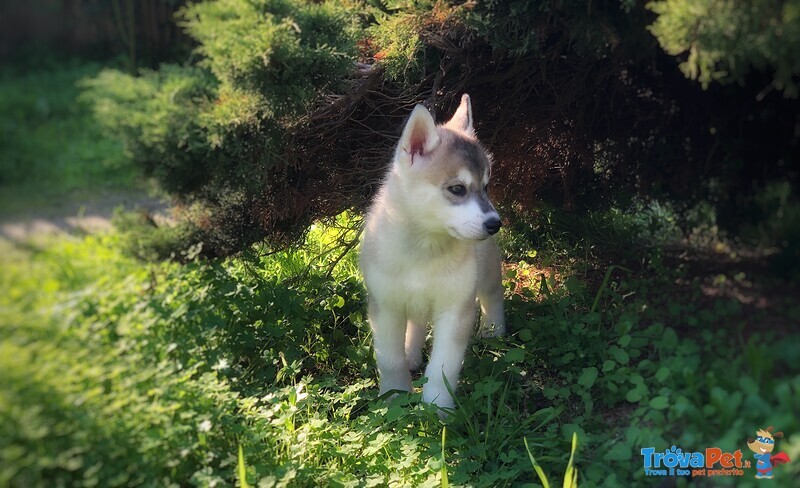 Cucciolo Husky con Pedigree e Occhi Eterocromi - Foto n. 2