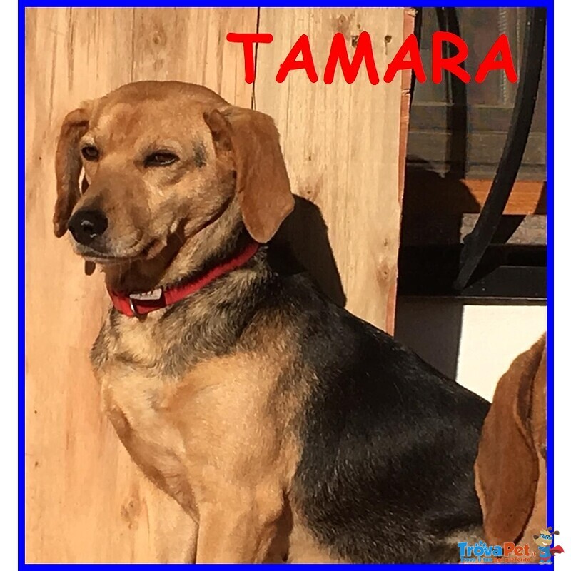 Tamara Simil Beagle 4 anni non ha Ancora una Famiglia - Foto n. 1