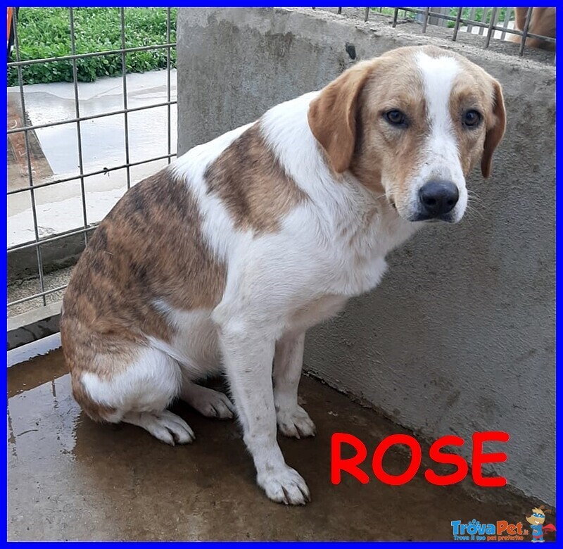 Rose Dolce Patata 2 anni Presa da Piccola e poi Lasciata in un Campo - Foto n. 1