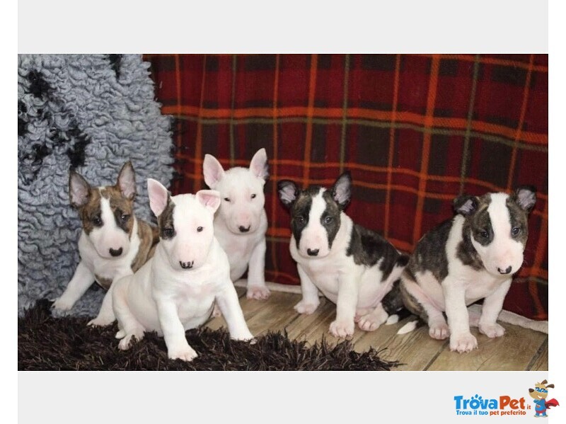 Cuccioli bull Terrier Maschi Femmine - Foto n. 1