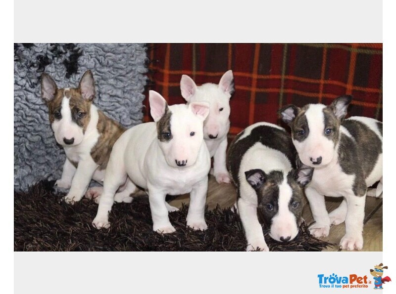 Cuccioli bull Terrier Maschi Femmine - Foto n. 2