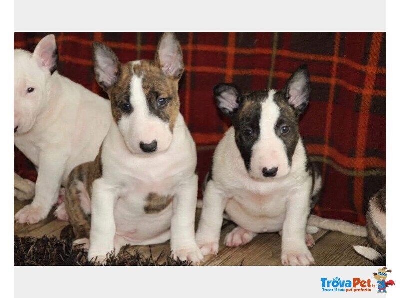 Cuccioli bull Terrier Maschi Femmine - Foto n. 3