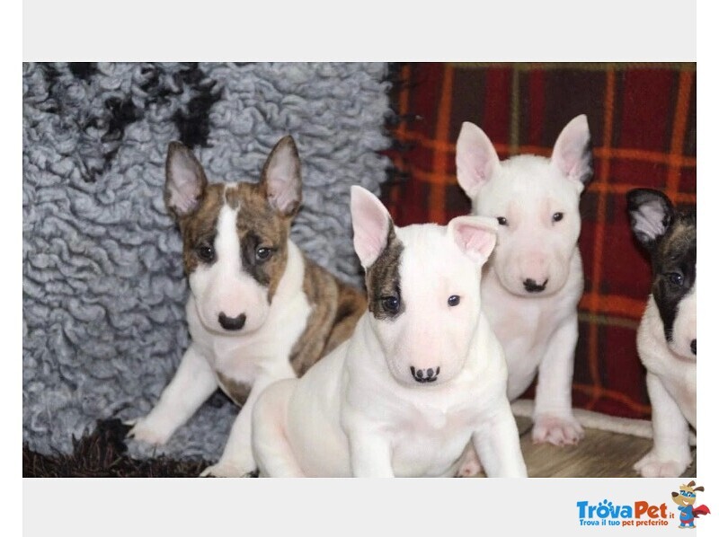 Cuccioli bull Terrier Maschi Femmine - Foto n. 4